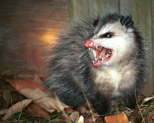 angrypossum-4223798232.jpg