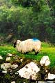 painted sheep 2.jpg