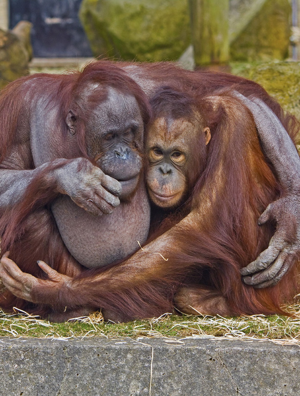 Orangutans-1.jpg