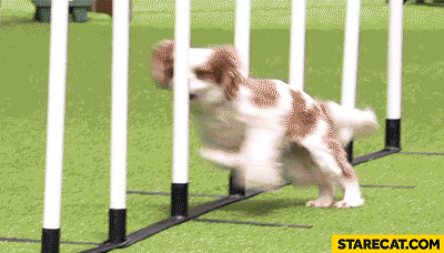 Dog agility fail head bump gif animation | StareCat.com