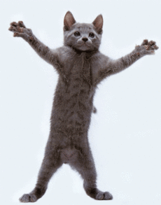 230px-Dancing_Cat.gif