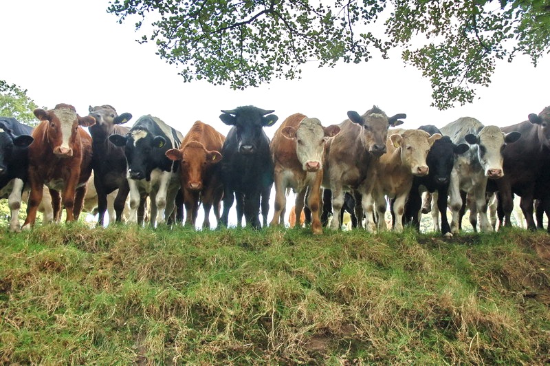 curious-cows-6819b.jpg