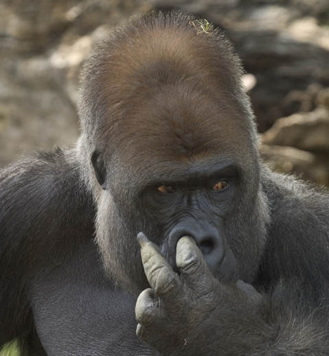 gorilla-picking-his-nose1.jpg