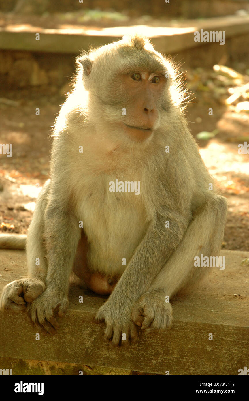 a-fat-monkey-sitting-down-in-bali-AK54TY.jpg