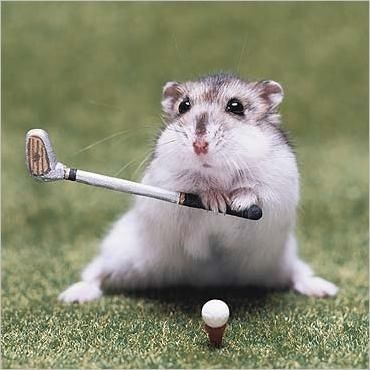 critter-playing-golf_zps2960cb4f.jpg