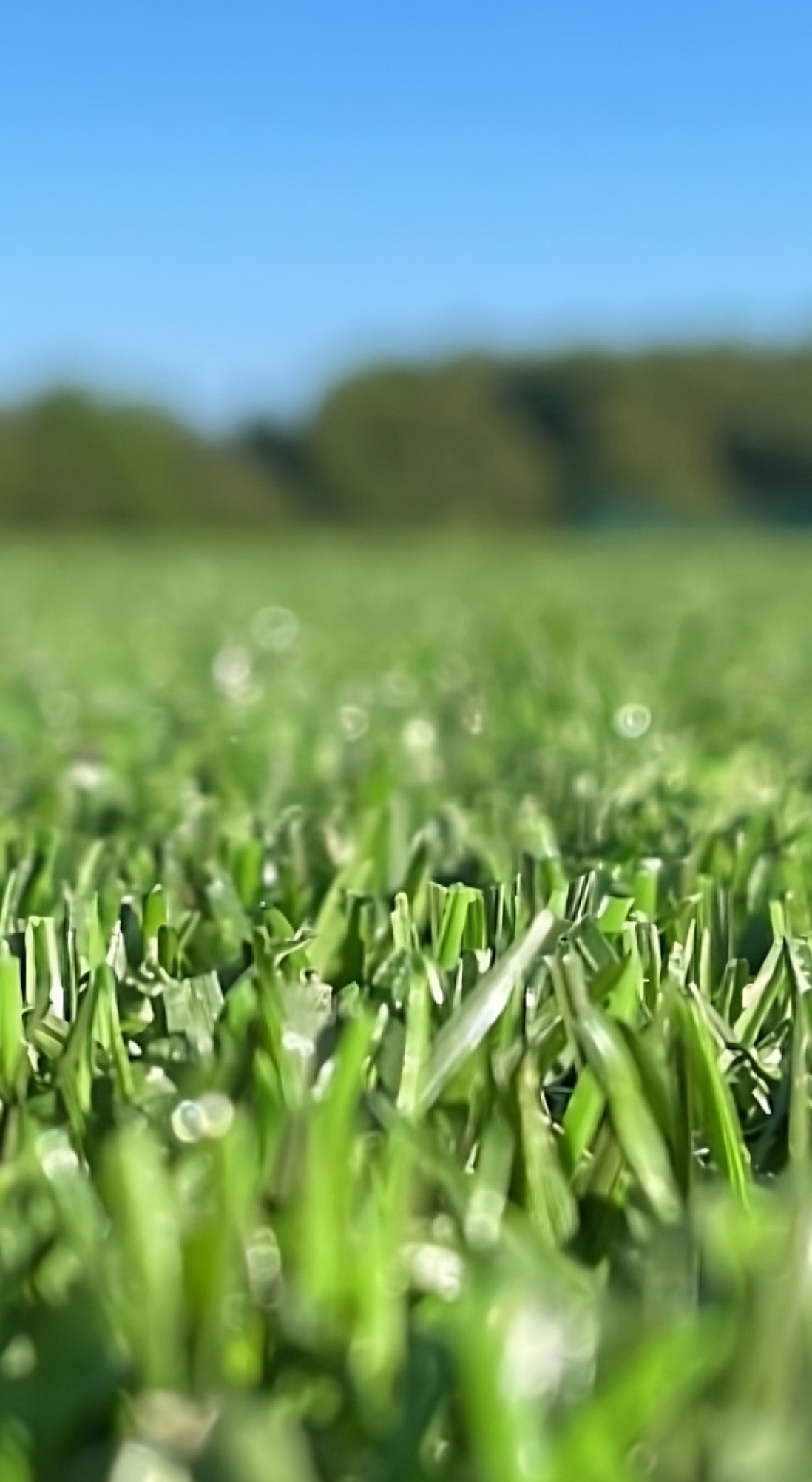 www.sispitches.com