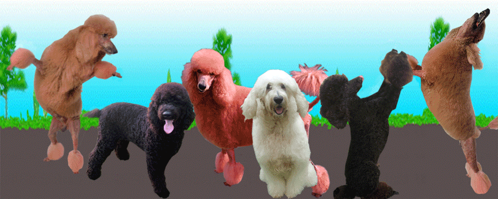 dancing-dog.gif