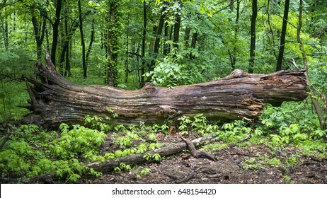 fallen-tree-rotting-middle-forest-260nw-648154420.jpg