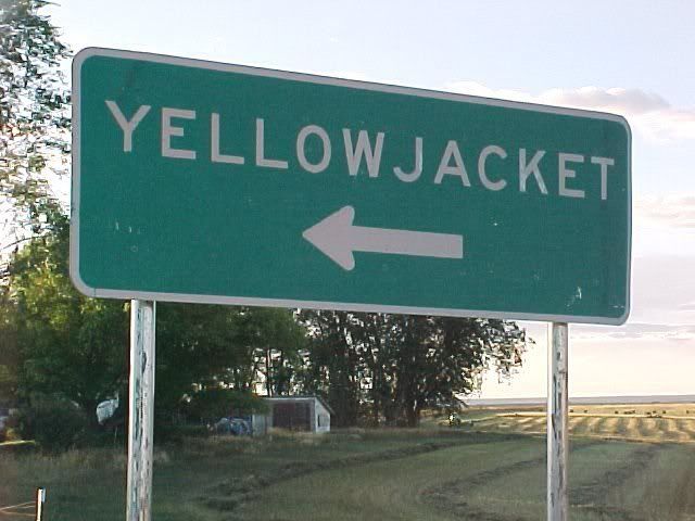 yellowjacket1.jpg