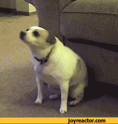 gif-dog-couch-dance-686896.gif