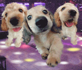 dogs.gif