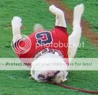 99_uga_upside_down.jpg