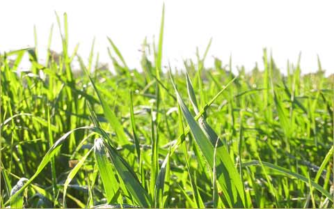 why-grass.jpg