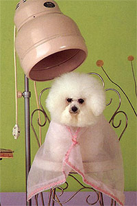 grooming-dog.jpg