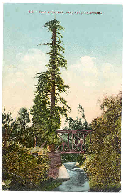 El-palo-alto-tree-california.jpg