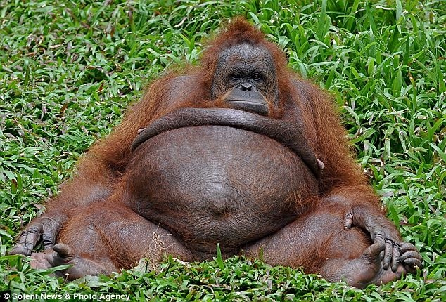 fat-monkey.jpg